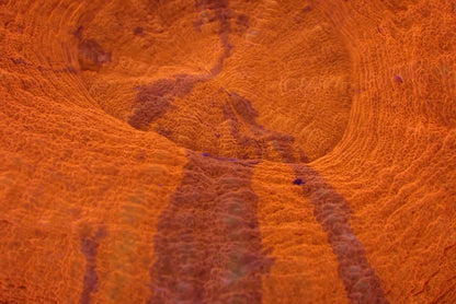 スコリミア（Red）