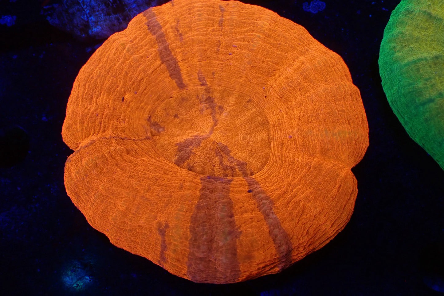 スコリミア（Red）