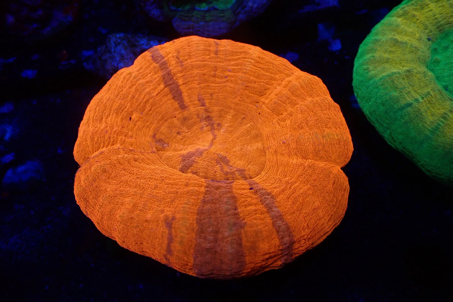 スコリミア（Red）