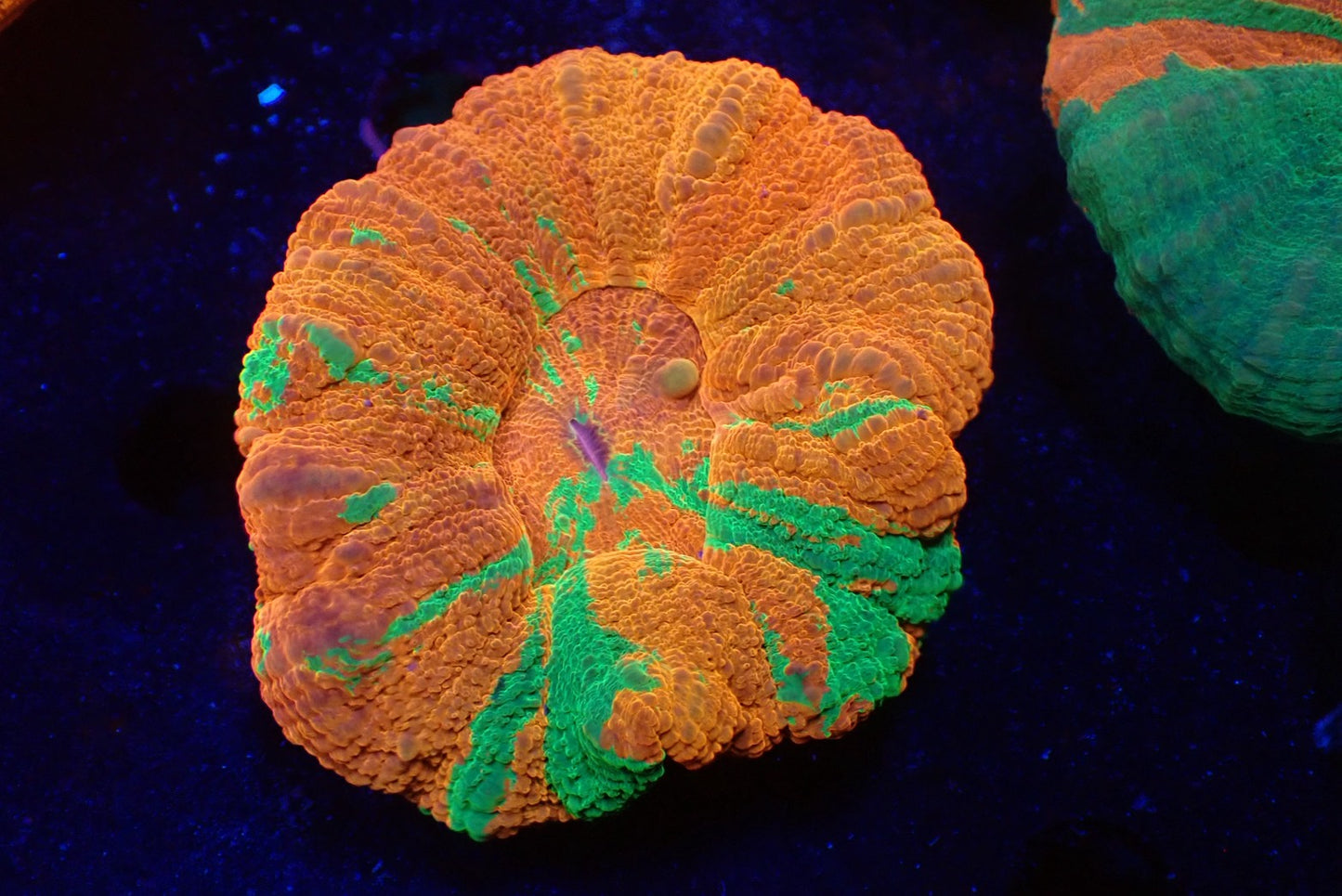 スコリミア（Ｂleeding apple）