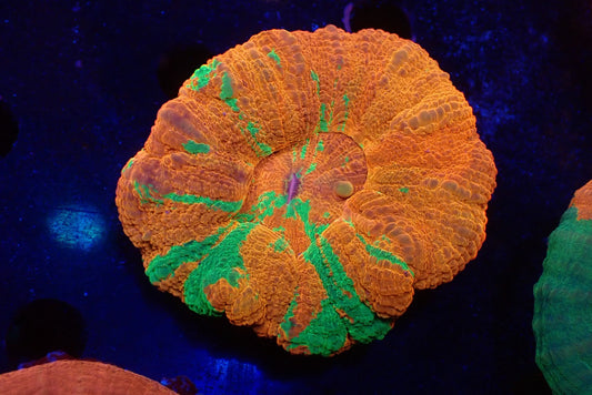 スコリミア（Ｂleeding apple）