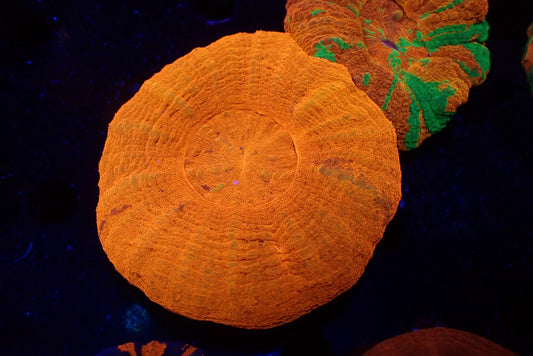 スコリミア（HI&Rare）