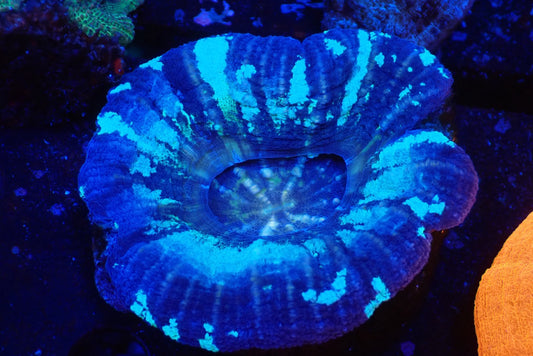 スコリミア（Blue）