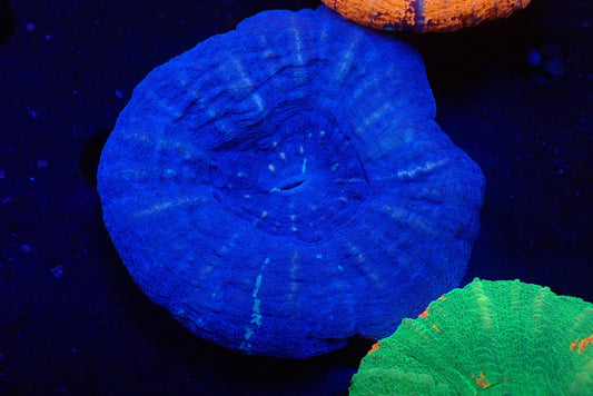 スコリミア（Blue）