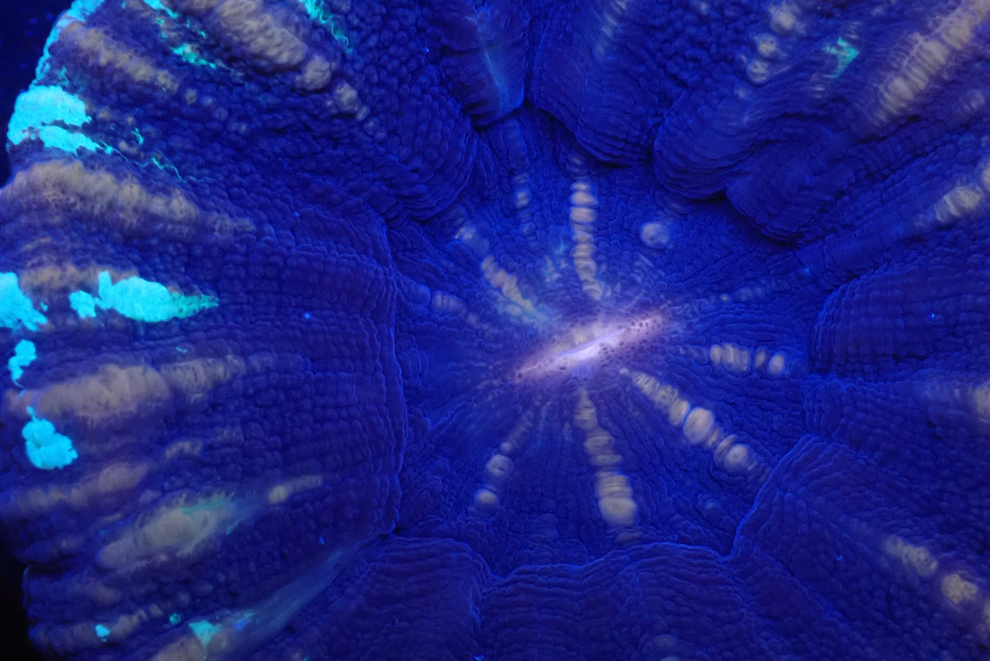 スコリミア（Unique）