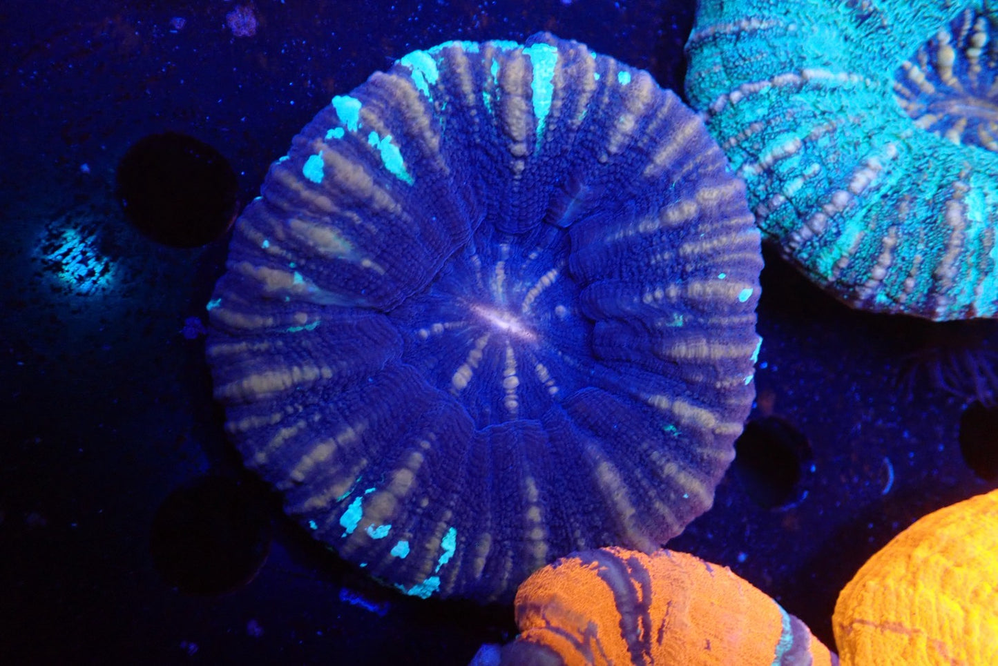 スコリミア（Unique）