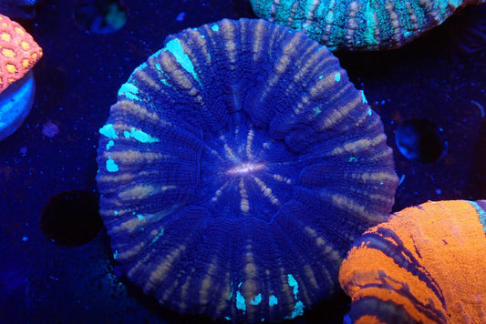 スコリミア（Unique）