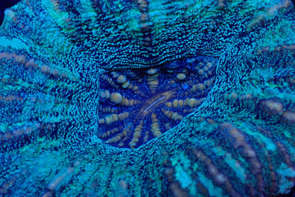 スコリミア（Unique）