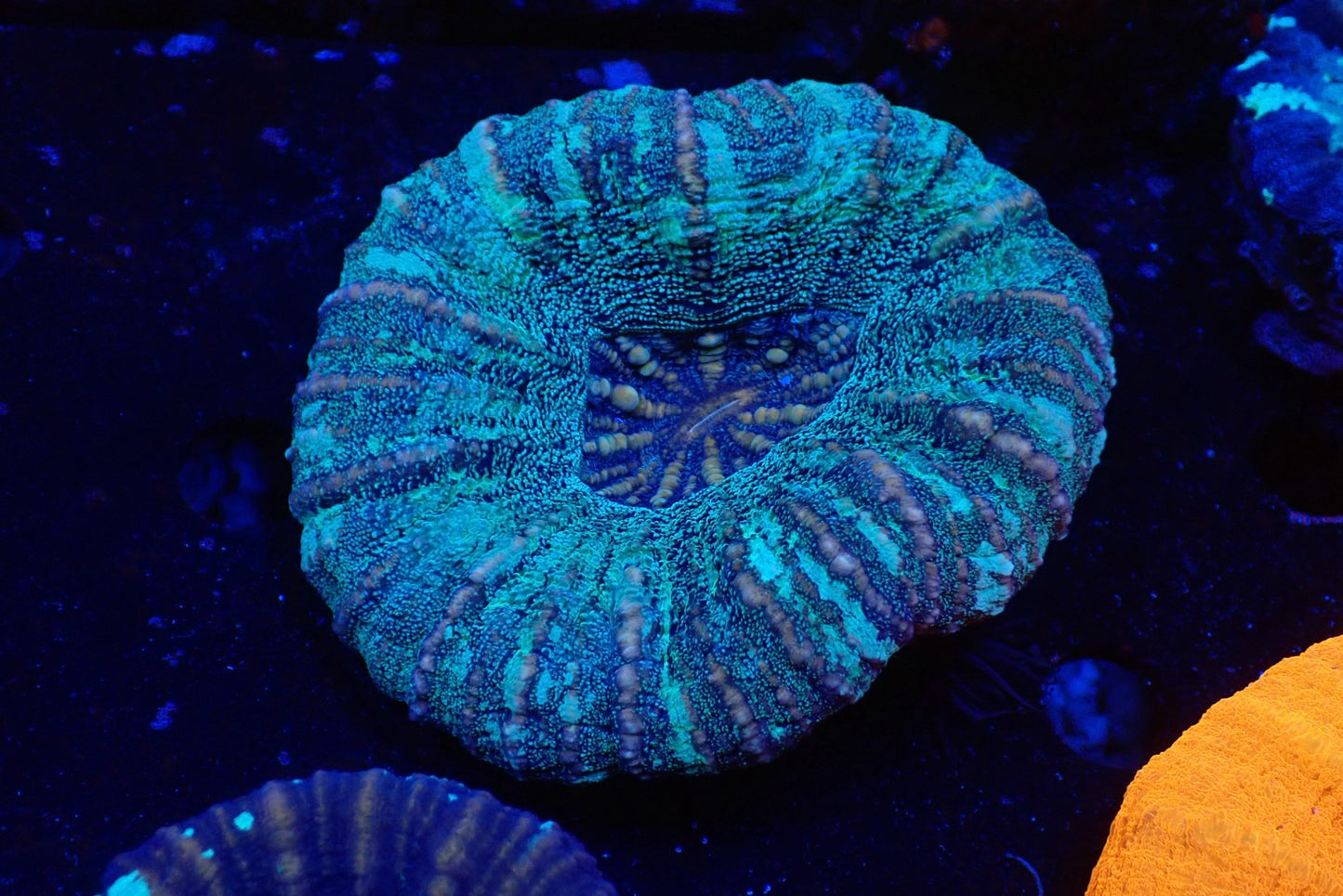 スコリミア（Unique）