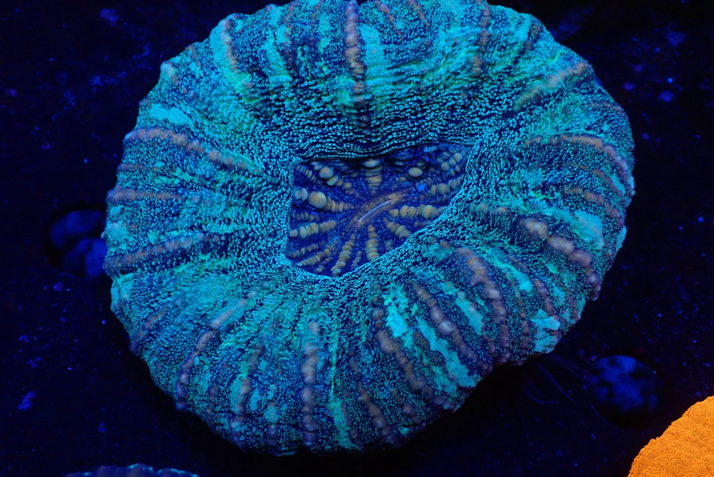 スコリミア（Unique）