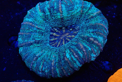 スコリミア（Unique）