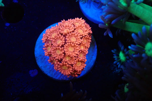 ハナガササンゴ04