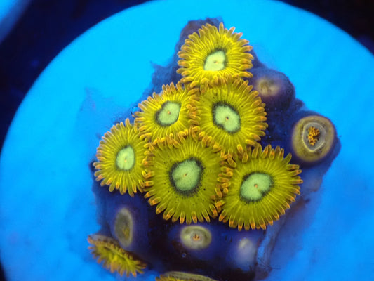 店長ブリードマメスナ・Pikachu082