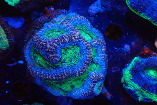 オーストラリア産ボアバンキ3