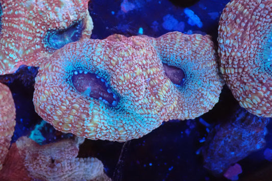 オーストラリア産ボアバンキ17