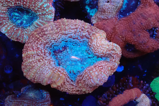 オーストラリア産ボアバンキ18