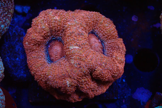 オーストラリア産ボアバンキ19