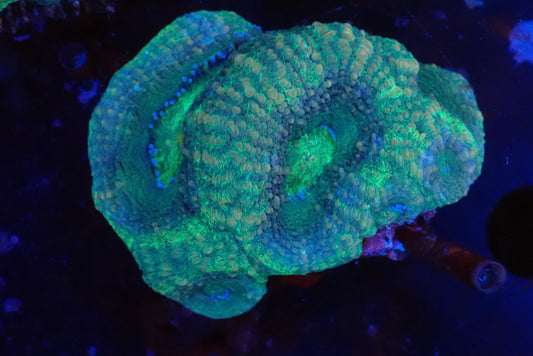 オーストラリア産ボアバンキ20