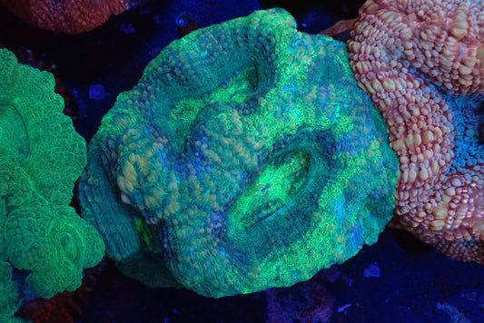 オーストラリア産ボアバンキ21