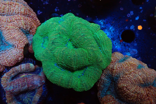 オーストラリア産ボアバンキ23