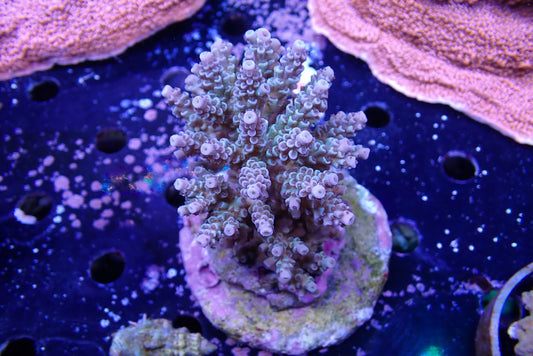 インドネシア産ブリードミドリイシ③