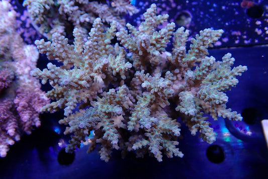 インドネシア産ブリードミドリイシ①