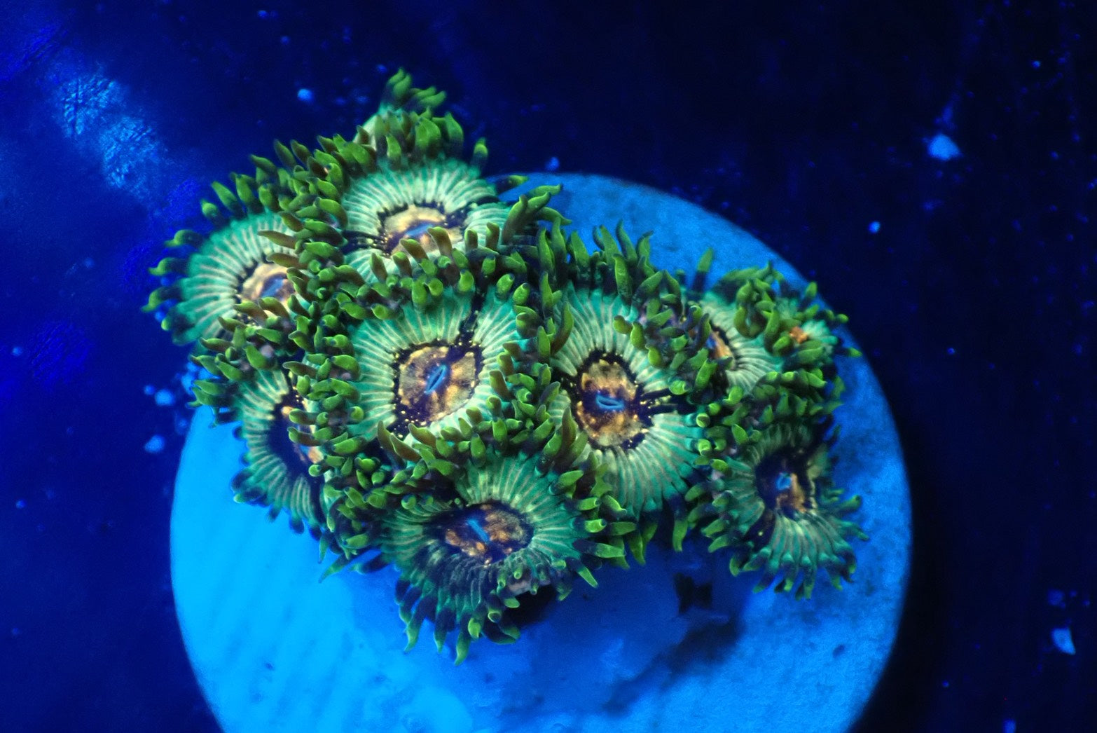 ソフトコーラル - マメスナギンチャク – FISH UP