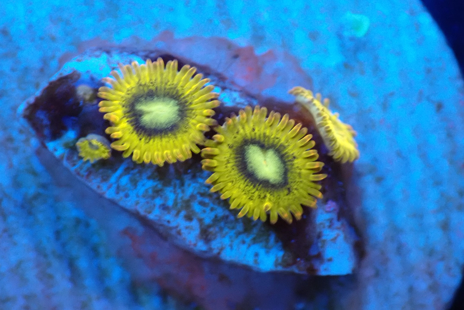 ソフトコーラル - マメスナギンチャク – FISH UP