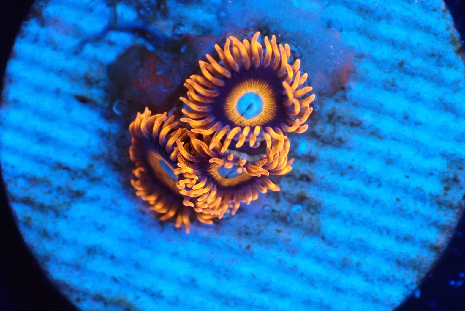 ソフトコーラル - マメスナギンチャク – FISH UP