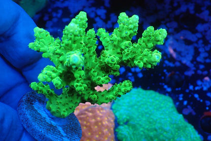 ミドリイシフラグ01