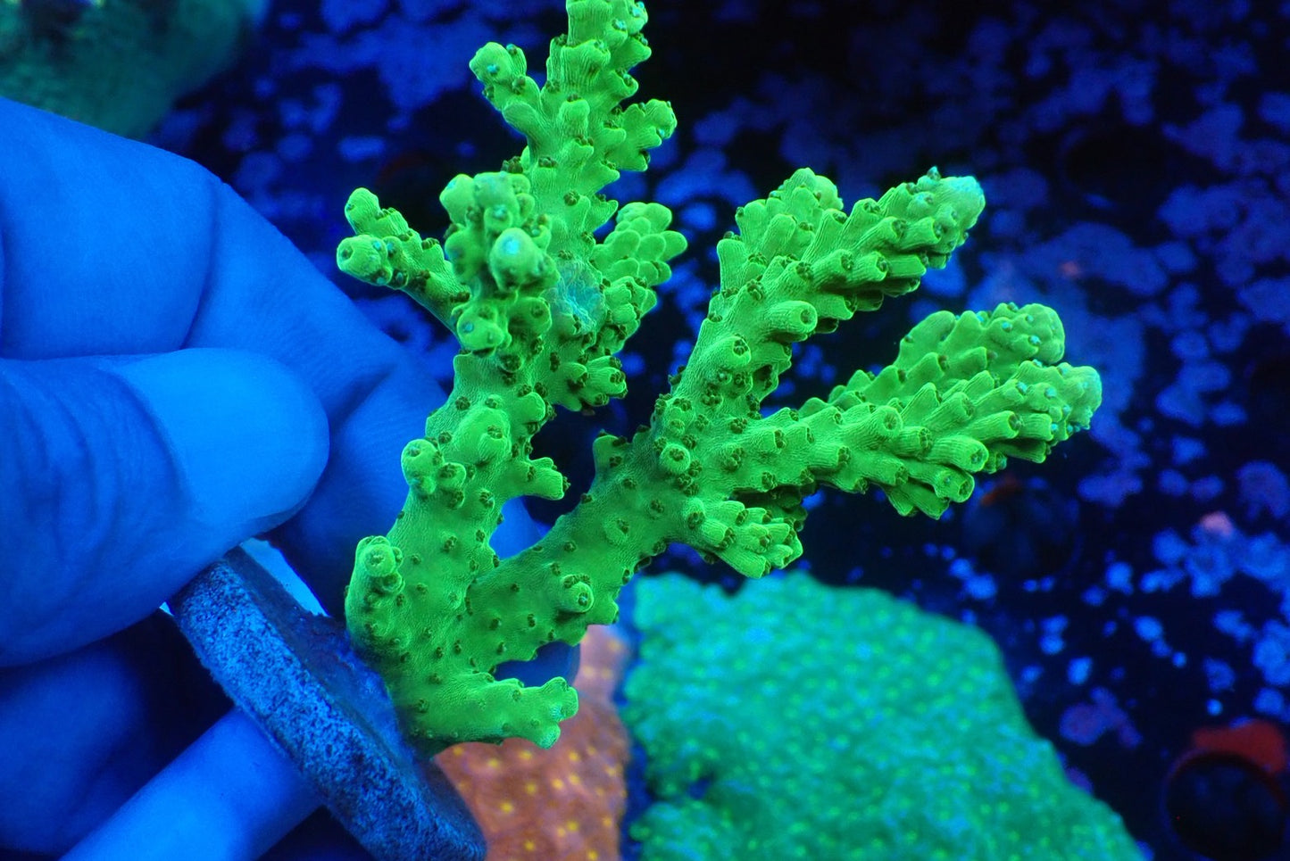 ミドリイシフラグ01