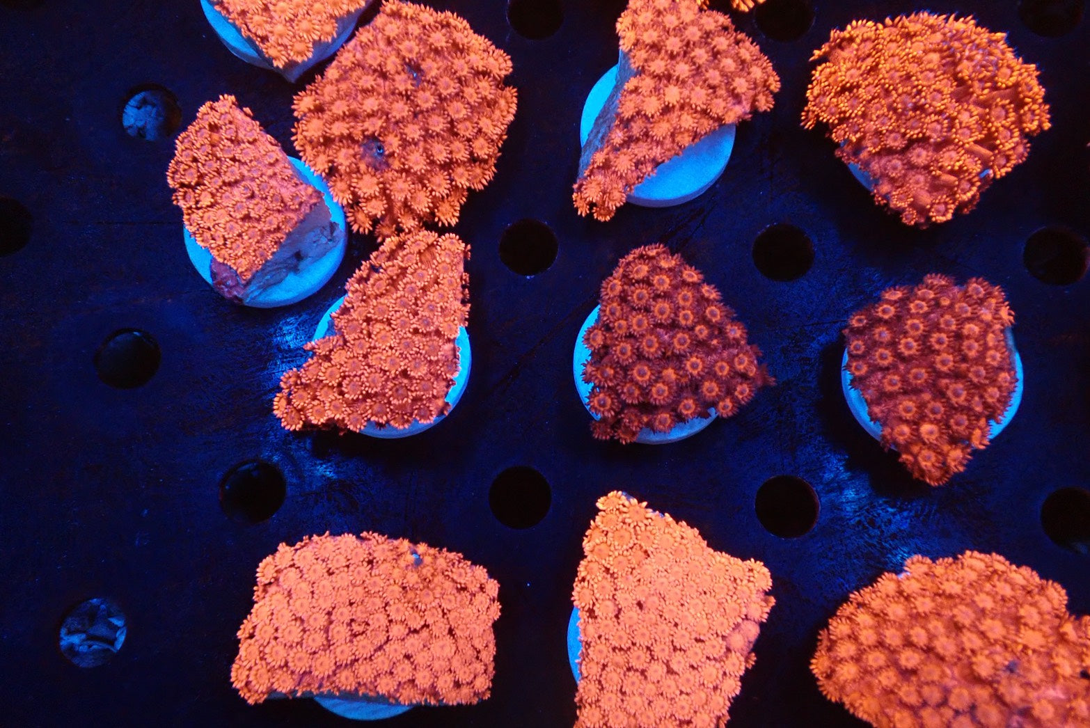 ハナガササンゴレッド – FISH UP