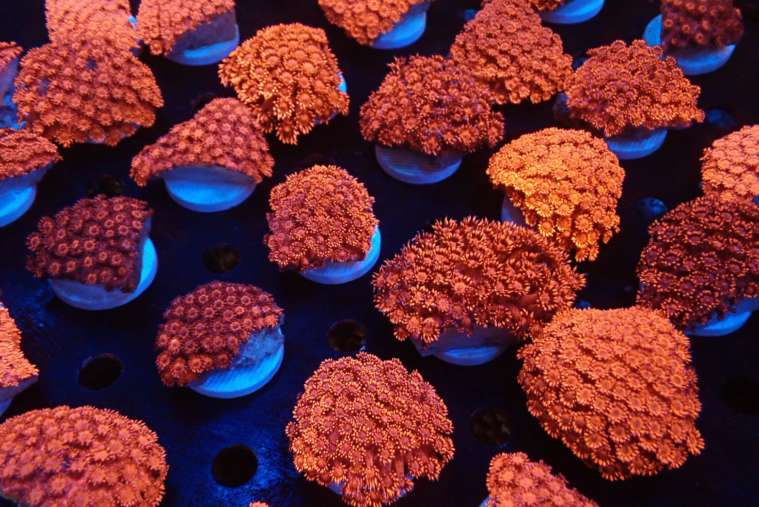 LPS - ハナガササンゴ・アワサンゴ – FISH UP