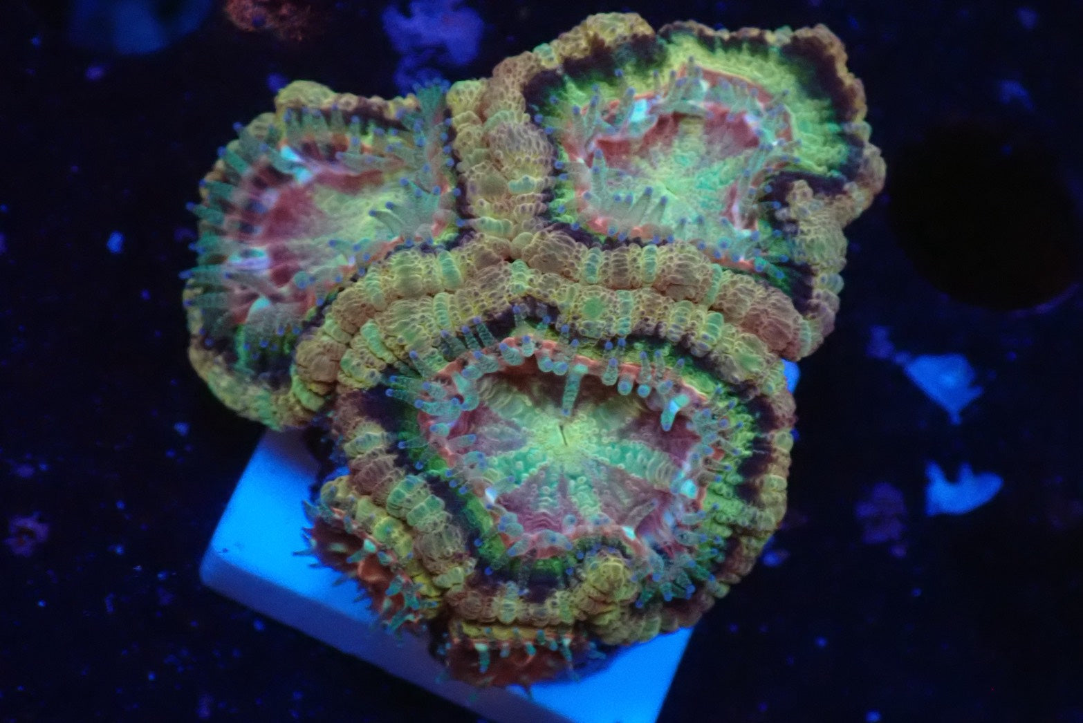 LPS - カクオオトゲキクメイシ – FISH UP