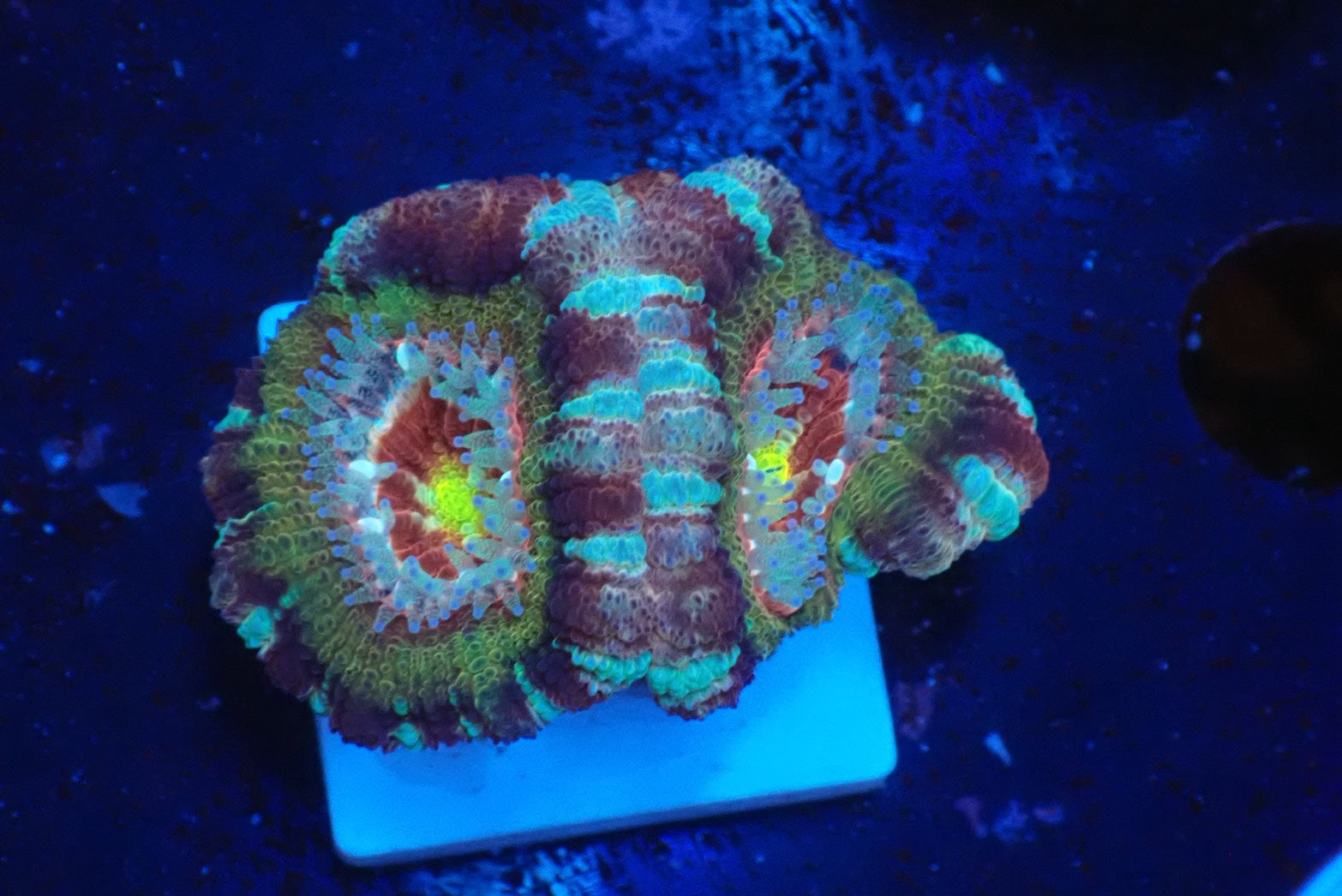 LPS - カクオオトゲキクメイシ – FISH UP