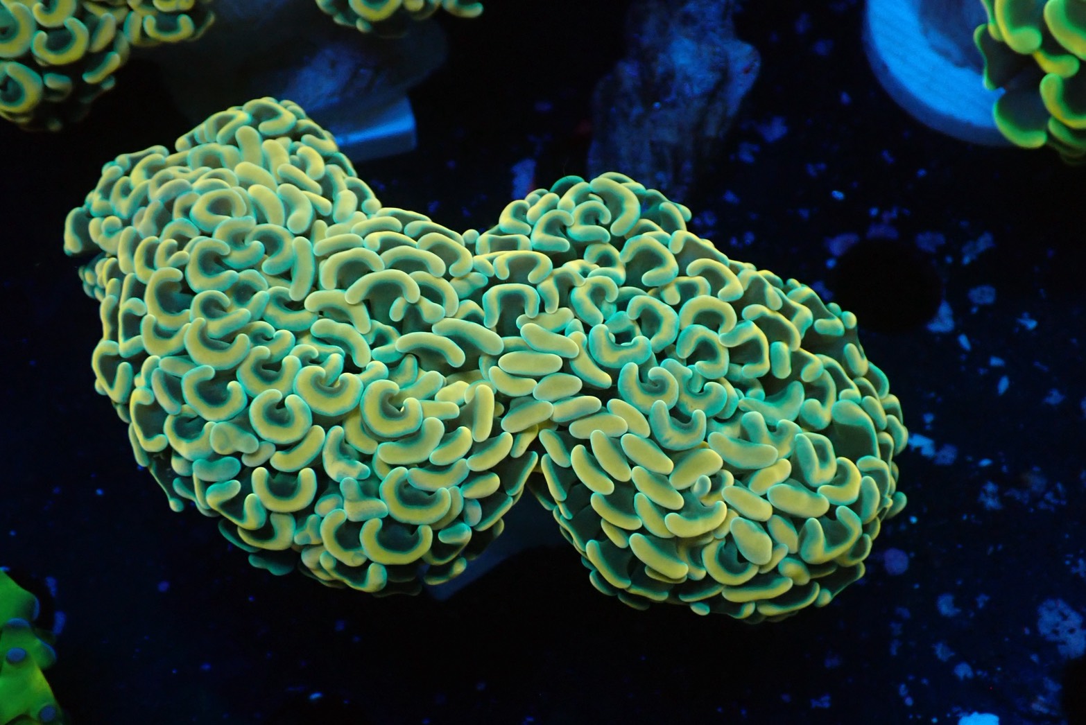 ナガレハナサンゴultragrade07 – FISH UP