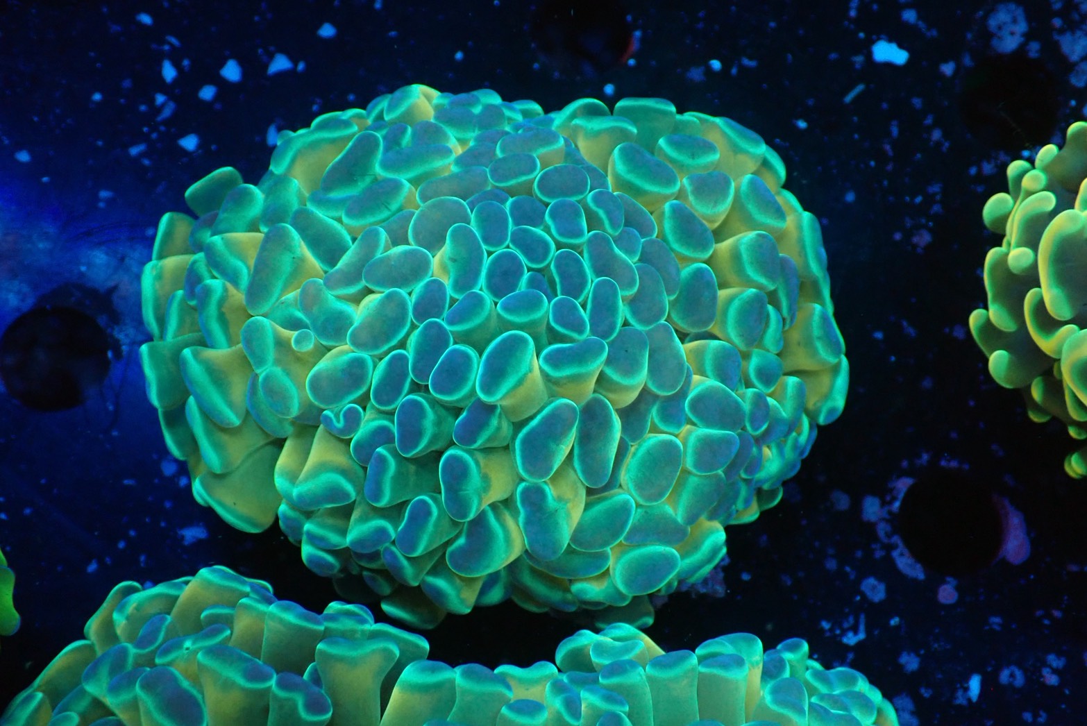 ナガレハナサンゴultragrade08 – FISH UP