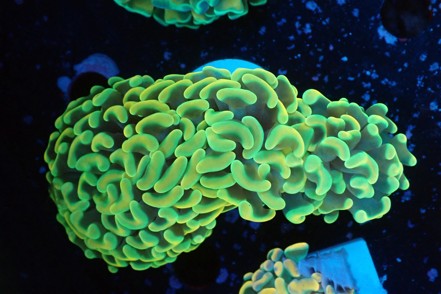 ナガレハナサンゴpremium012