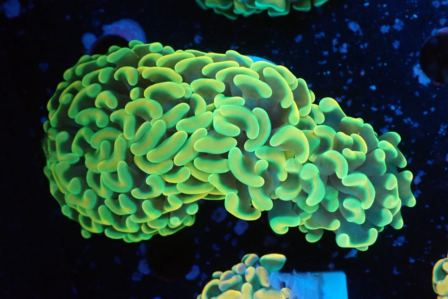 ナガレハナサンゴpremium012