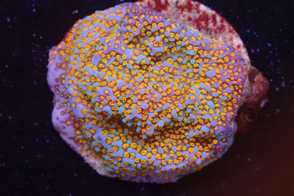 レインボーコモンサンゴ