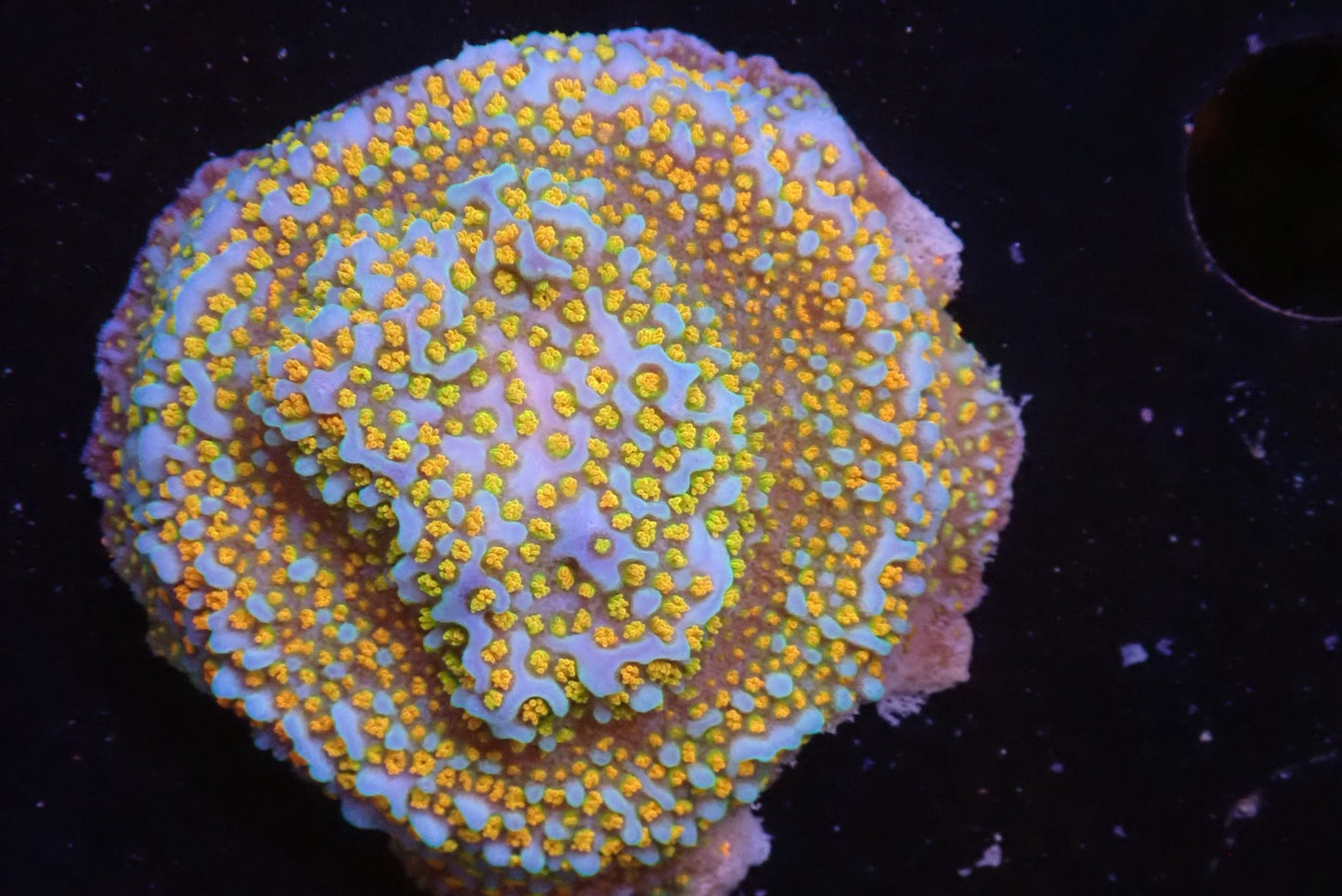 レインボーコモンサンゴ