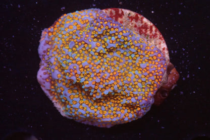 レインボーコモンサンゴ