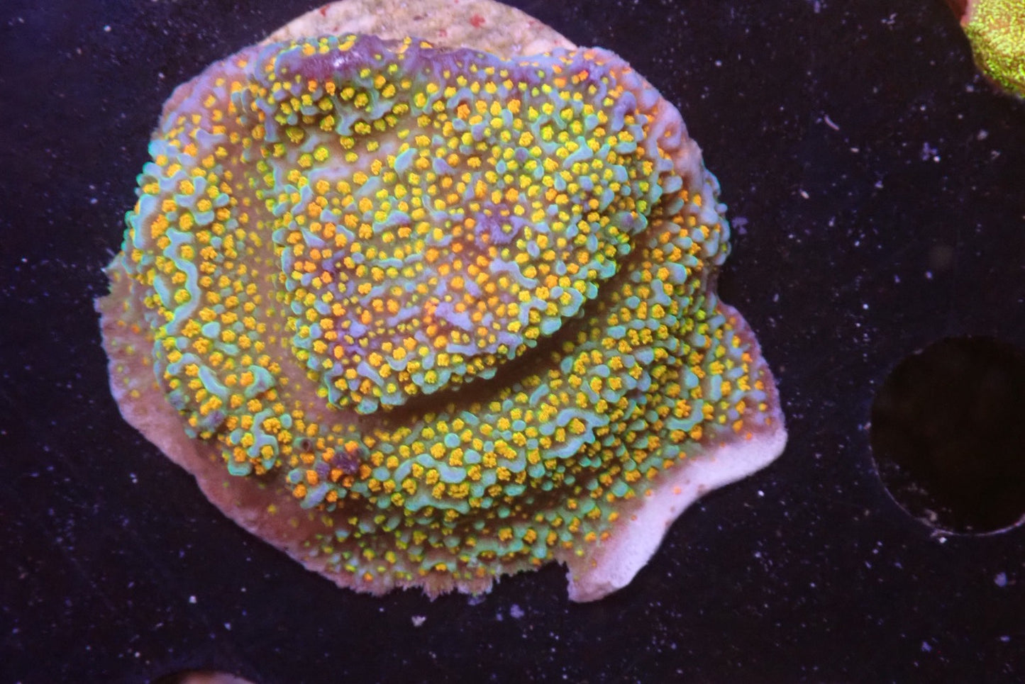 レインボーコモンサンゴ