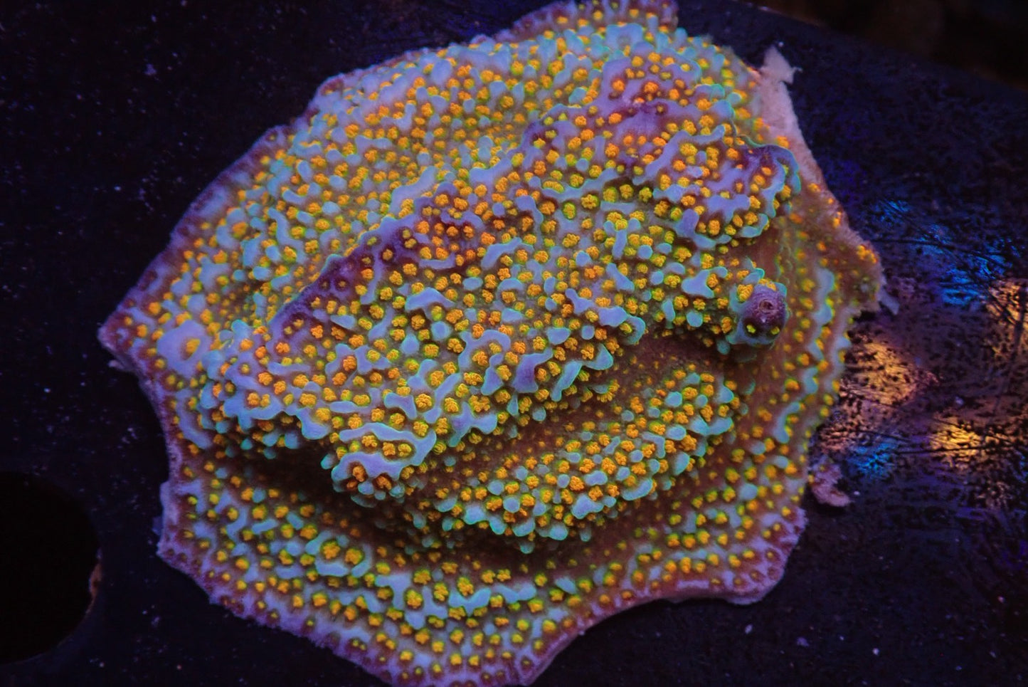 レインボーコモンサンゴ
