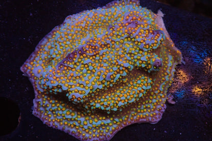 レインボーコモンサンゴ