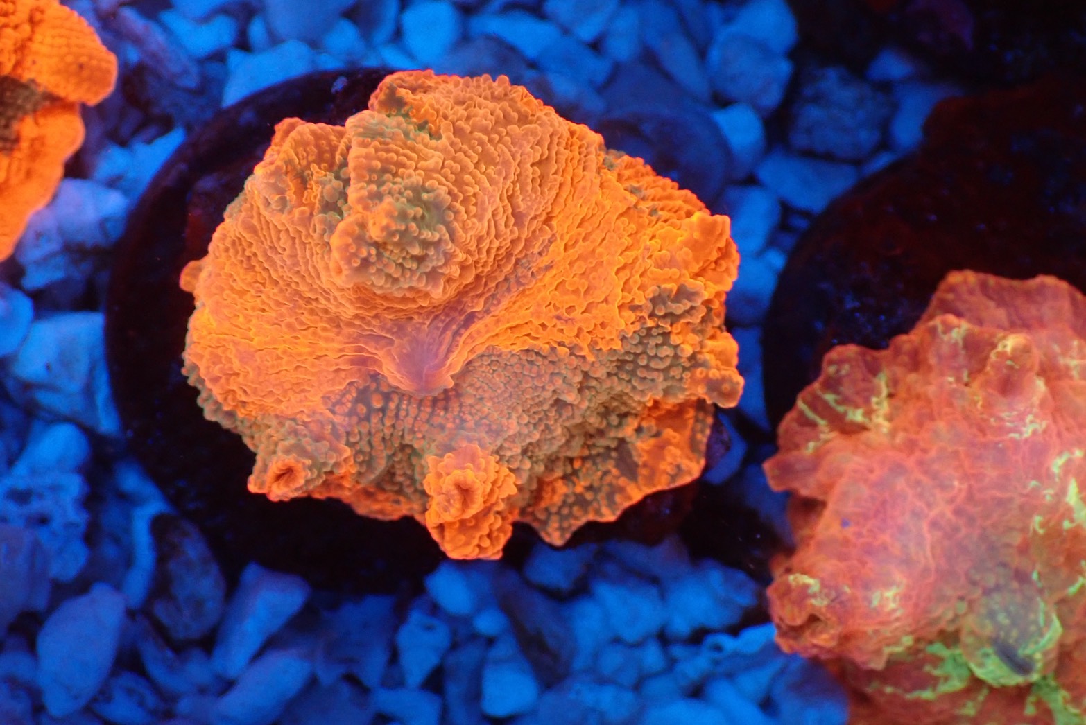 ソフトコーラル - ディスクコーラル – FISH UP