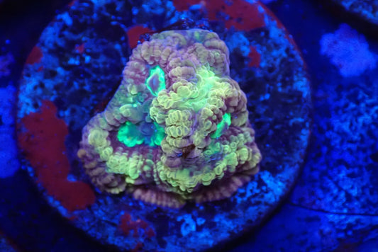 サムライファビア