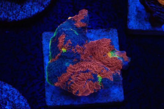 Deep Sea Echinophyllia01