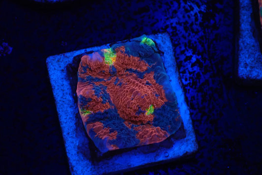 Deep Sea Echinophyllia02