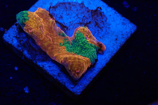 Deep Sea Echinophyllia03